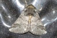 Thaumetopoea processionea