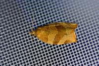 Pandemis cinnamomeana