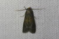 Eccopisa effractella