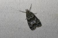 Eudonia mercurella