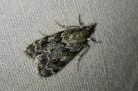 Scoparia ambigualis/basistrigalis