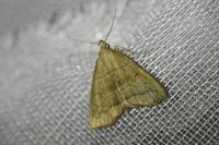Herminia tarsicrinalis