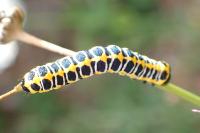 Cucullia lactucae