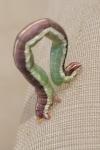 Lythria cruentaria