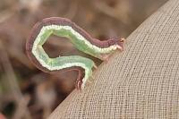 Lythria cruentaria