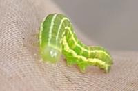 Violaphotia molothina occidentalis