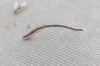 Lythria cruentaria