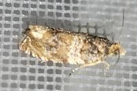 Celypha cespitana