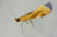 Epicallima formosella