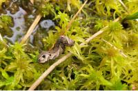 Deilephila elpenor