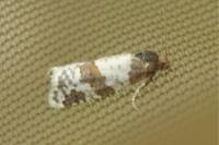 Periclepsis cinctana