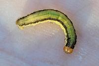 Rheumaptera undulata