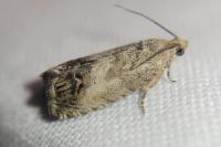 Cydia splendana