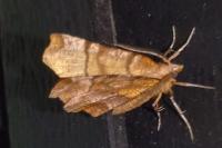 Selenia dentaria