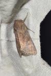 Lacanobia oleracea