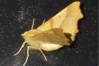 Ennomos fuscantaria