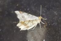 Macaria alternata