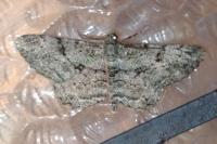 Peribatodes rhomboidaria rhomboidaria