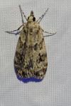 Scoparia ambigualis/basistrigalis