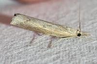 Pediasia contaminella