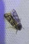 Acronicta auricoma