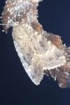 Amphipyra pyramidea