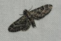Eupithecia nanata
