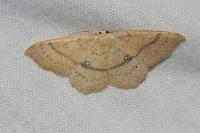 Cyclophora linearia