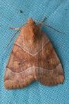 Cosmia trapezina