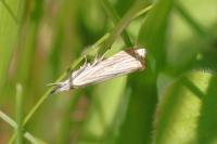 Chrysoteuchia culmella