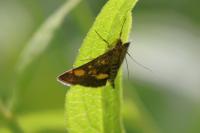 Pyrausta aurata