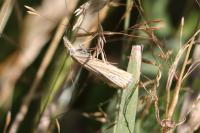 Agriphila straminella