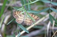 Ematurga atomaria