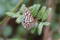 Chiasmia clathrata