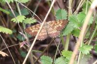 Ematurga atomaria