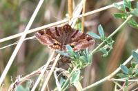 Euclidia glyphica