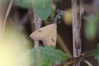 Rivula sericealis