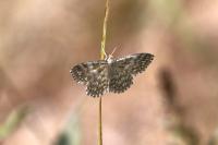 Scopula immorata