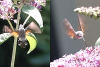 Macroglossum stellatarum