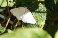 Pseudoterpna pruinata