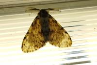 Lymantria monacha