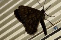 Chiasmia clathrata