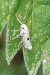 Yponomeuta plumbella