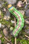 Hyloicus pinastri