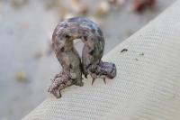 Ematurga atomaria