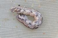 Ematurga atomaria