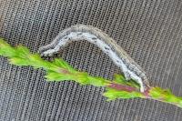 Ematurga atomaria