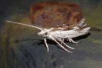 Ypsolopha scabrella