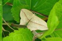 Timandra comae