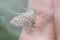 Elophila nymphaeata